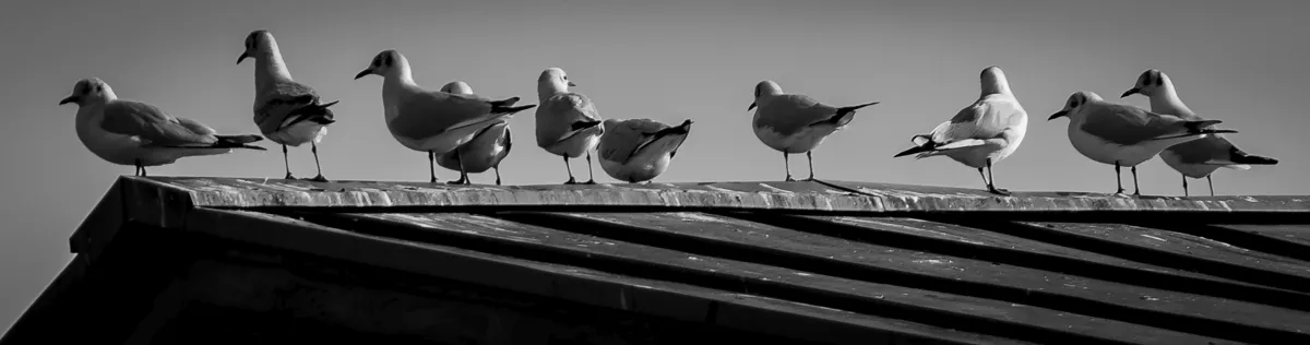 Row of gulls perched along a rooftop edge in black and white